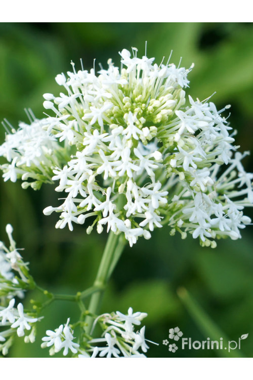 Ostrogowiec czerwony 'Album' | Centranthus ruber