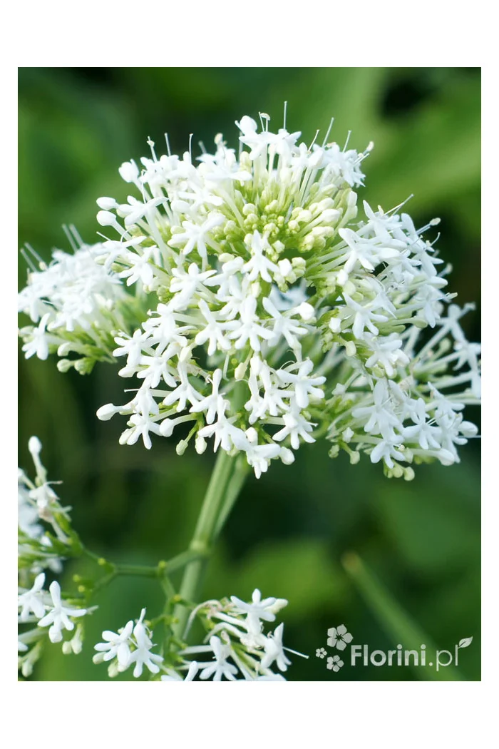 Ostrogowiec czerwony 'Album' | Centranthus ruber