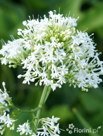 Ostrogowiec czerwony 'Album' | Centranthus ruber
