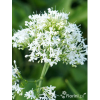 Ostrogowiec czerwony 'Album' | Centranthus ruber