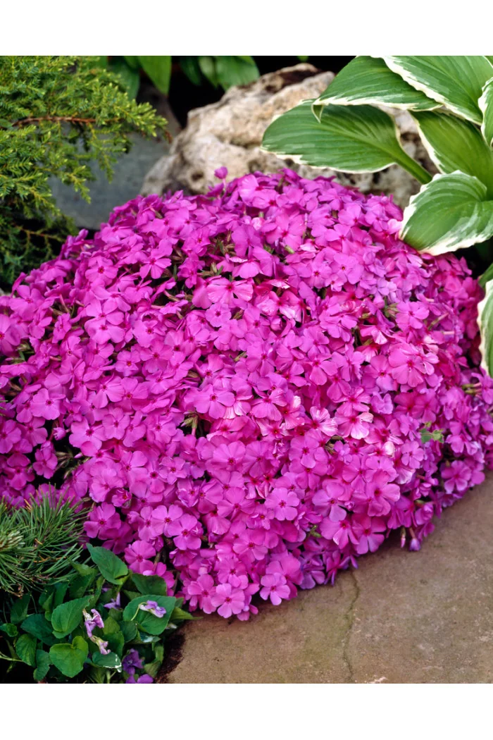 Floks szydlasty 'McDaniel's Cushion' | Phlox subulata
