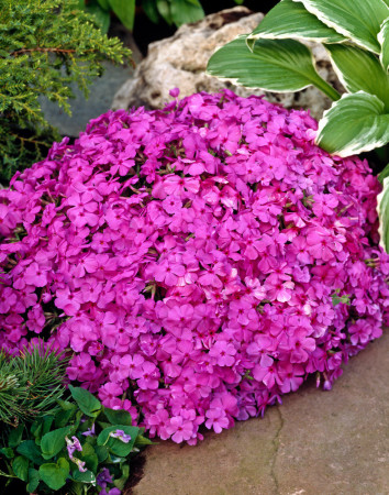 Floks szydlasty 'McDaniel's Cushion' | Phlox subulata