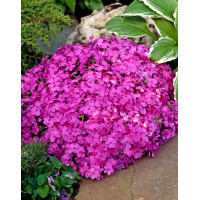 Floks szydlasty 'McDaniel's Cushion' | Phlox subulata