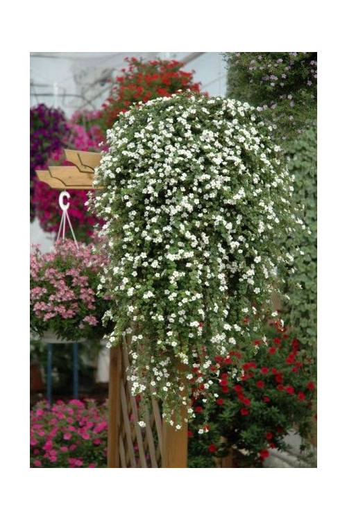 Bakopa biała div class'lat' Bacopa /div