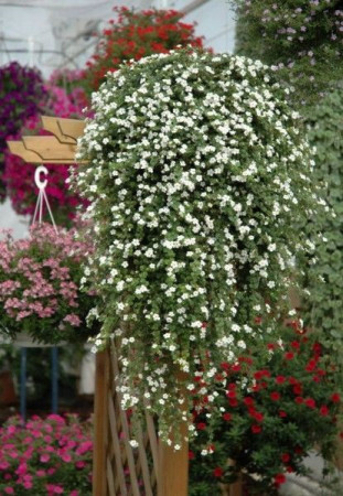 Bakopa biała div class'lat' Bacopa /div