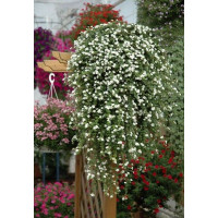 Bakopa biała div class'lat' Bacopa /div