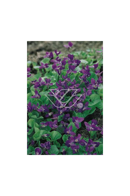 Fiołek 'Konigin Charlotte' Viola odorata