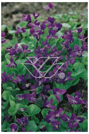Fiołek 'Konigin Charlotte' Viola odorata