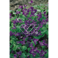 Fiołek 'Konigin Charlotte' Viola odorata