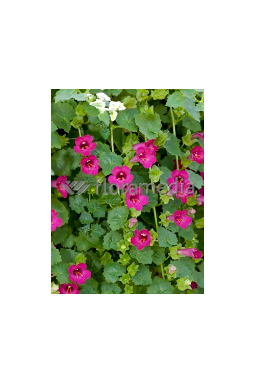 Lofos różowy | Lophospermum erubescens