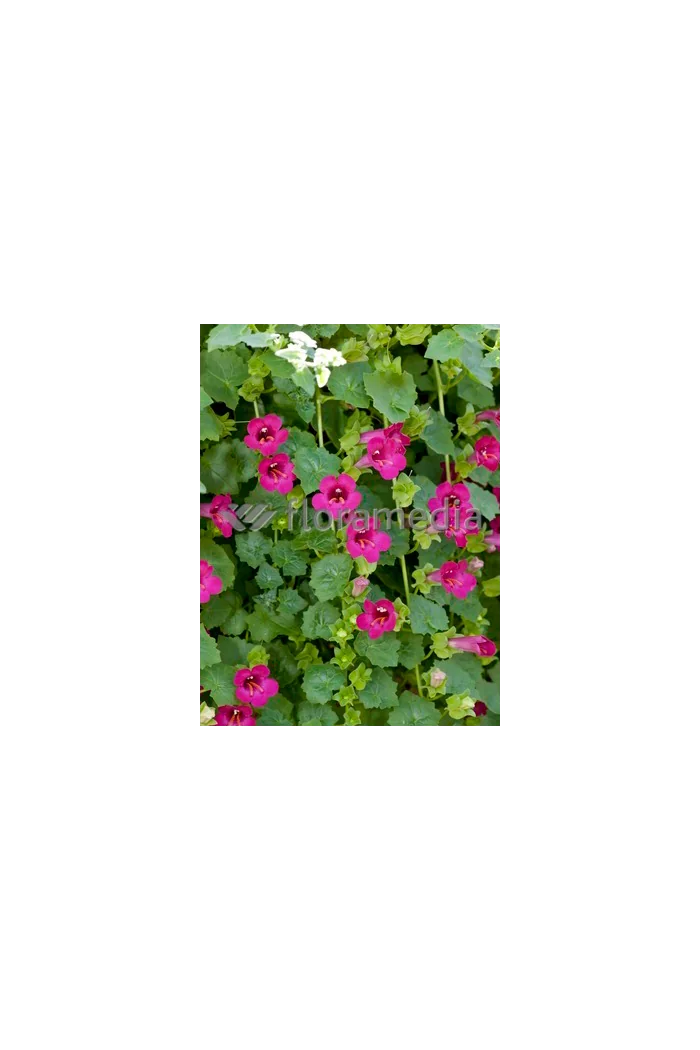 Lofos różowy | Lophospermum erubescens