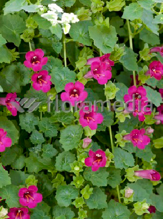 Lofos różowy | Lophospermum erubescens