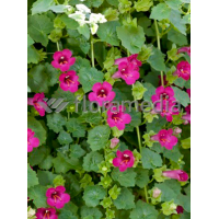 Lofos różowy | Lophospermum erubescens