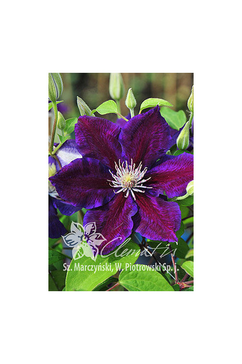 Powojnik 'Julka' Clematis
