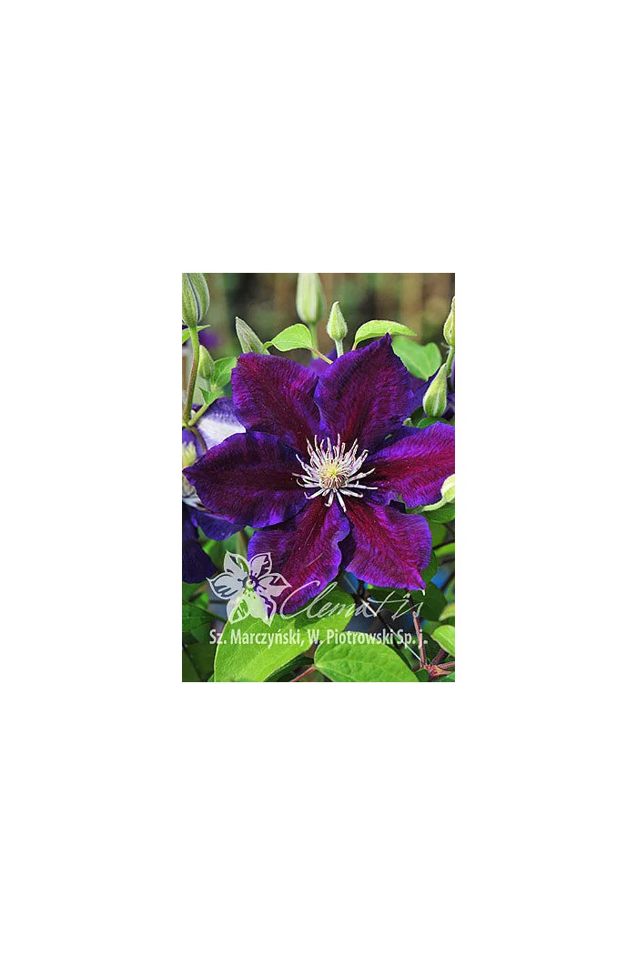 Powojnik 'Julka' Clematis