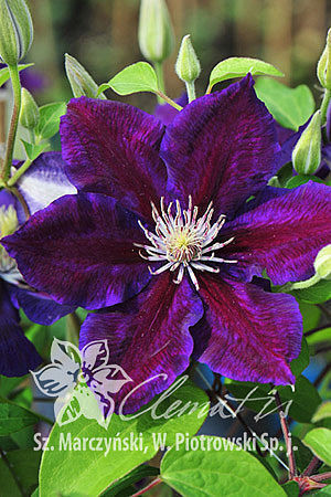 Powojnik 'Julka' Clematis