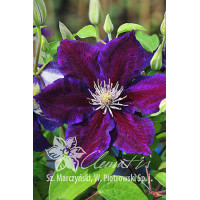 Powojnik 'Julka' Clematis