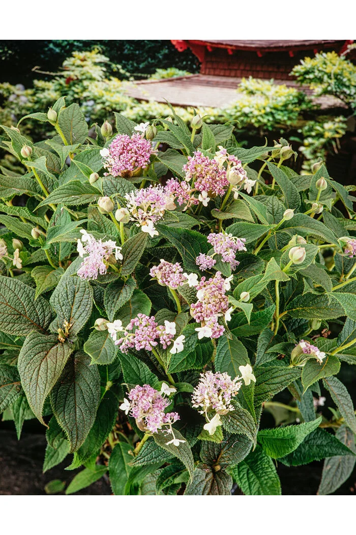 Hortensja otulona | Hydrangea involucrata