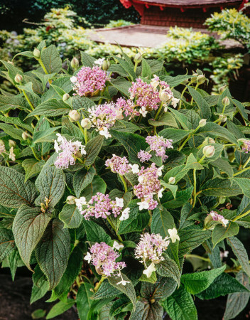 Hortensja otulona | Hydrangea involucrata
