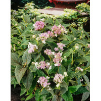 Hortensja otulona | Hydrangea involucrata