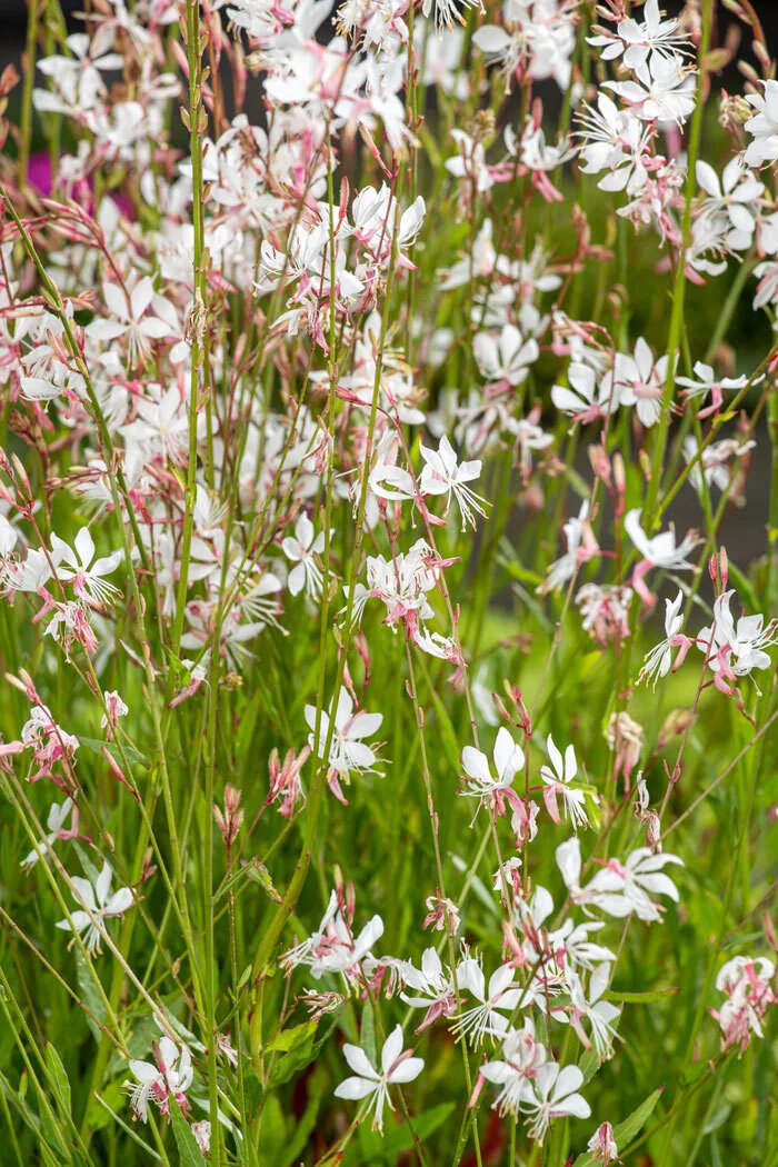 Gaura Lindheimera