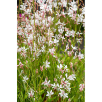 Gaura Lindheimera