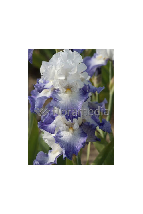 kosaciec, kosaciec amerykański, irys, iris, Kosaciec (Irys) amerykański 'Confetti'