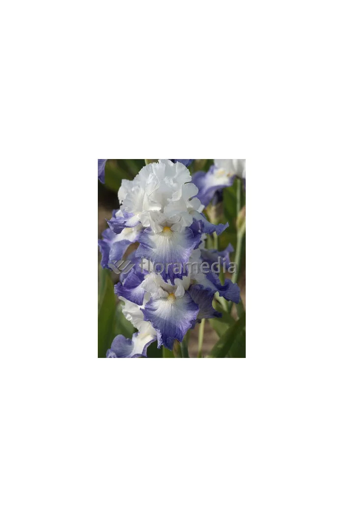 kosaciec, kosaciec amerykański, irys, iris, Kosaciec (Irys) amerykański 'Confetti'