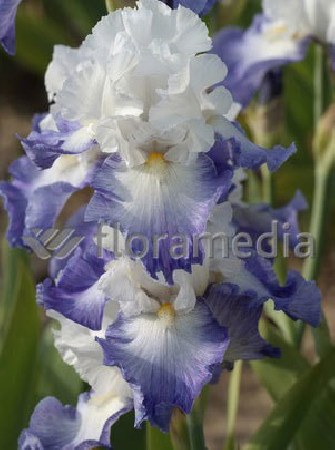 kosaciec, kosaciec amerykański, irys, iris, Kosaciec (Irys) amerykański 'Confetti'