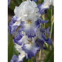 kosaciec, kosaciec amerykański, irys, iris, Kosaciec (Irys) amerykański 'Confetti'