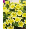 Potunia 'Fanfare Yellow'