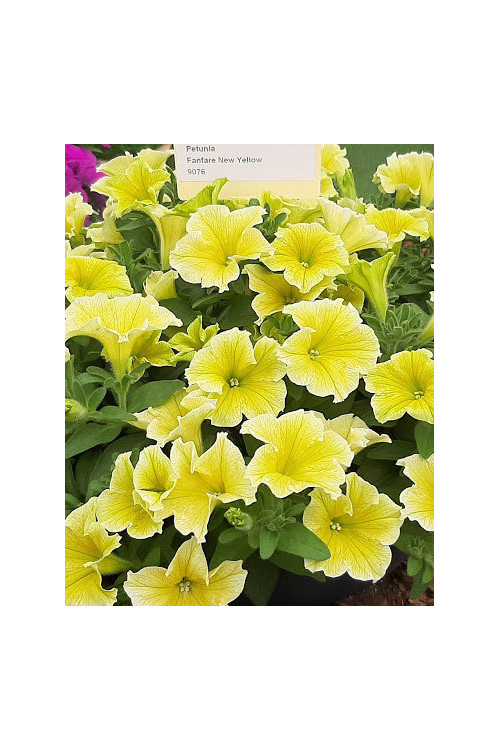 Potunia 'Fanfare Yellow'