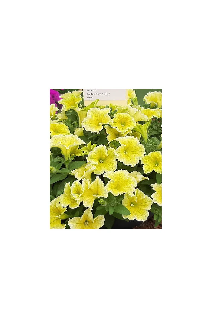 Potunia 'Fanfare Yellow'