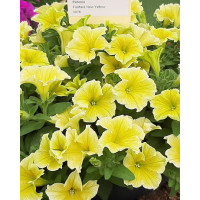 Potunia 'Fanfare Yellow'