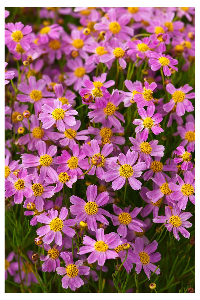 Nachyłek różowy 'American Dream' | Coreopsis rosea