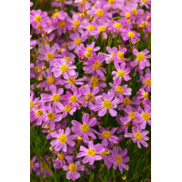Nachyłek różowy 'American Dream' | Coreopsis rosea