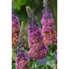Budleja Dawida 'Flower Power' | Buddleja davidii