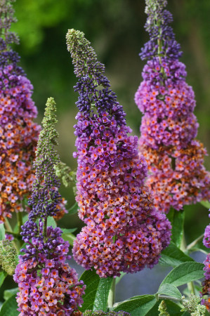 Budleja Dawida 'Flower Power' | Buddleja davidii