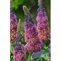 Budleja Dawida 'Flower Power' | Buddleja davidii
