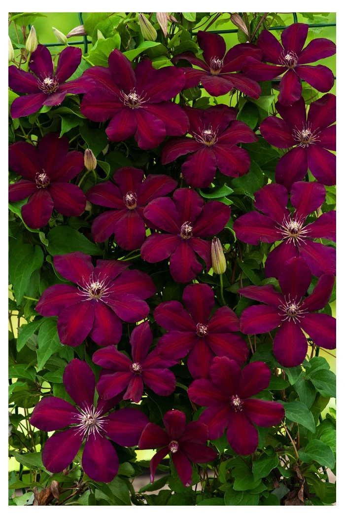 Powojnik 'Westerplatte' | Clematis