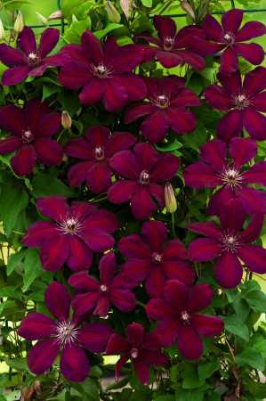 Powojnik 'Westerplatte' | Clematis