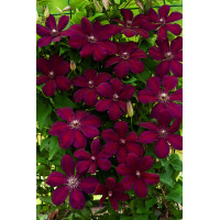 Powojnik 'Westerplatte' | Clematis