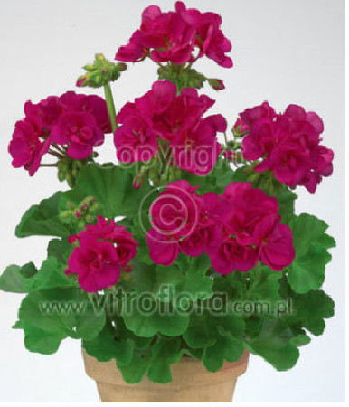 Pelargonia rabatowa 'Trendx Neon Blue' div class'lat' Pelargonium zonale /div