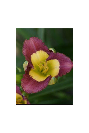 Liliowiec 'Chinesee Incandation' Hemerocallis