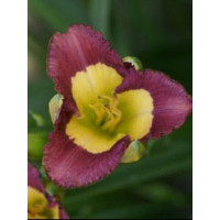 Liliowiec 'Chinesee Incandation' Hemerocallis