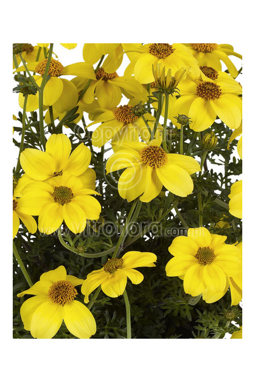 Bidens