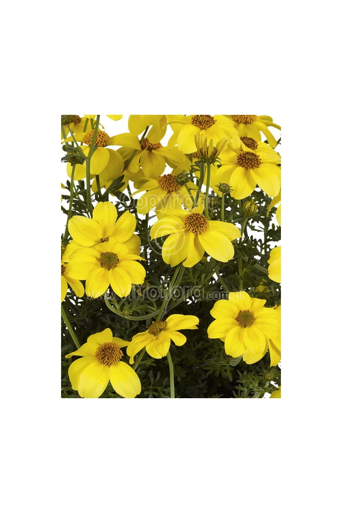 Bidens
