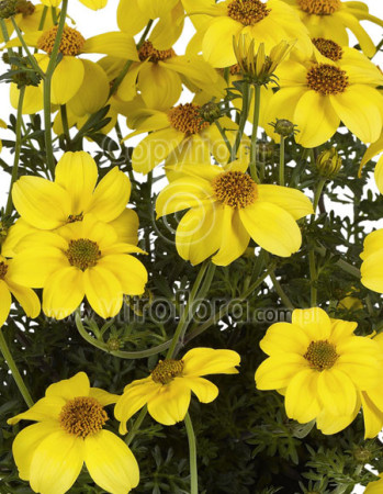 Bidens