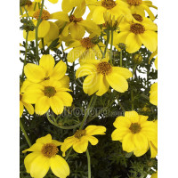 Bidens