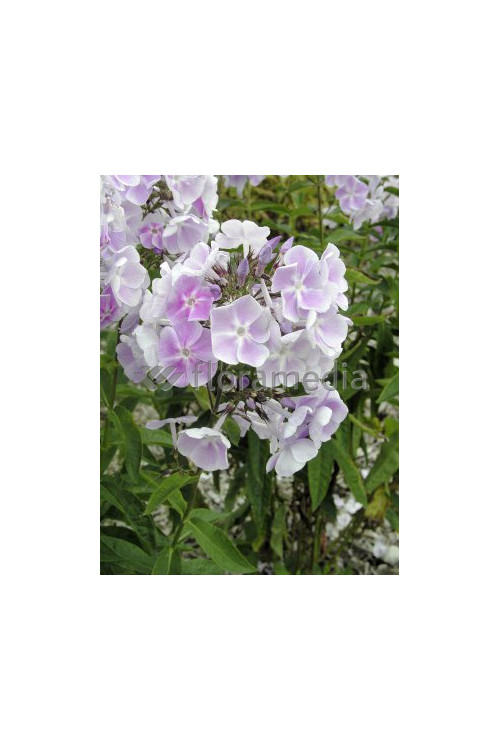 Floks wiechowaty 'Violetta Gloriosa' Phlox panniculata